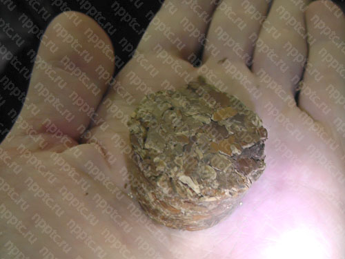 Дробление скорлупы фундука